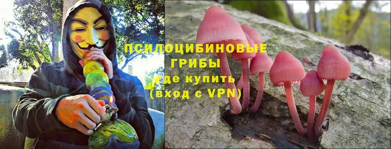 Псилоцибиновые грибы Cubensis  как найти   Воронеж 